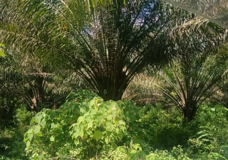 Tanah Pertanian untuk Dijual di Temoh (Gopeng) - Niclos Leong - PropertyGuru.com.my