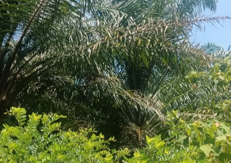 Tanah Pertanian untuk Dijual di Temoh (Gopeng) - Niclos Leong - PropertyGuru.com.my