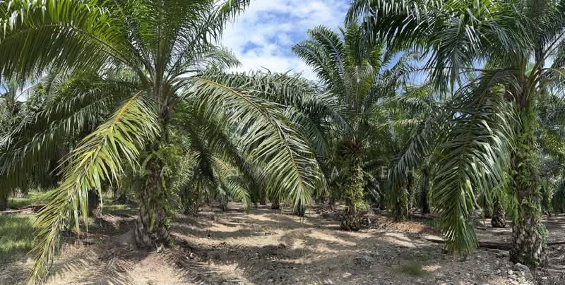 Agricultural Land for Sale in Sitiawan (Perak) - Haslin Saleh - Exterior - PropertyGuru.com.my