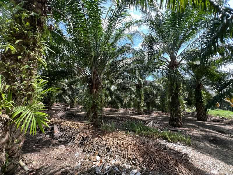 Agricultural Land for Sale in Sitiawan (Perak) - Haslin Saleh - Exterior - PropertyGuru.com.my