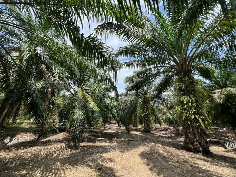 Agricultural Land for Sale in Sitiawan (Perak) - Haslin Saleh - Exterior - PropertyGuru.com.my
