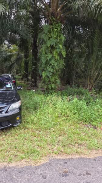 Tanah Pertanian untuk Dijual di Pekan Nanas (Johor) - Alexius Lim - Exterior - PropertyGuru.com.my