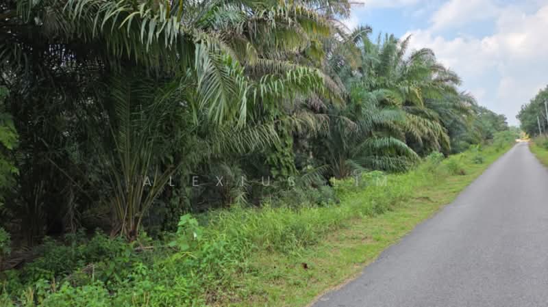 Tanah Pertanian untuk Dijual di Pekan Nanas (Johor) - Alexius Lim - PropertyGuru.com.my