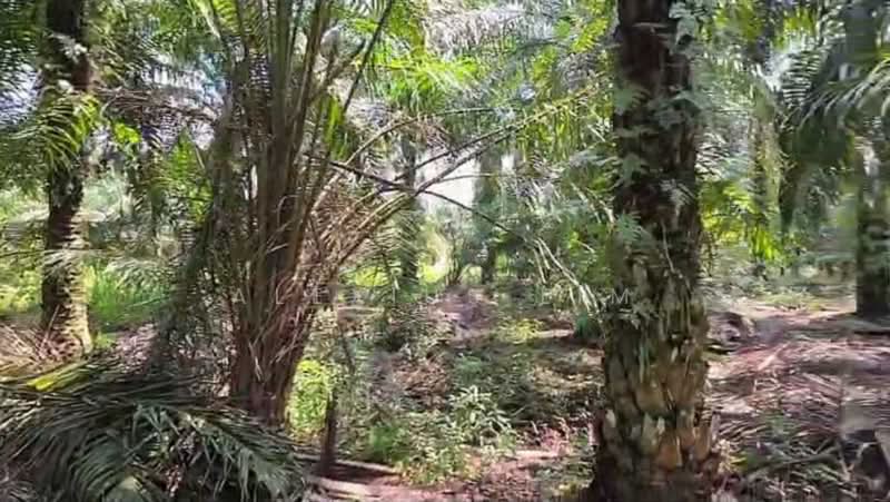 Agricultural Land for Sale in Pekan Nenas (Johor) - Alexius Lim - Exterior - PropertyGuru.com.my
