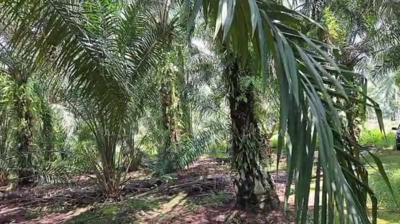 Agricultural Land for Sale in Pekan Nenas (Johor) - Alexius Lim - Exterior - PropertyGuru.com.my