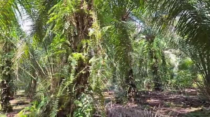 Agricultural Land for Sale in Pekan Nenas (Johor) - Alexius Lim - Exterior - PropertyGuru.com.my