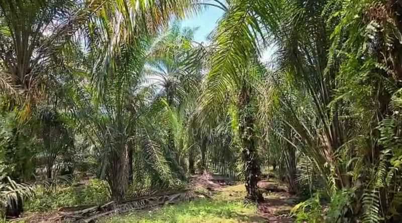 Agricultural Land for Sale in Pekan Nenas (Johor) - Alexius Lim - Garden - PropertyGuru.com.my