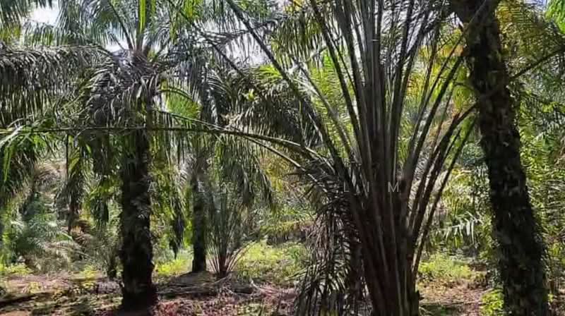 Agricultural Land for Sale in Pekan Nenas (Johor) - Alexius Lim - PropertyGuru.com.my