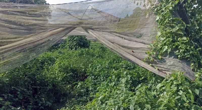 Tanah Pertanian untuk Dijual di Taman Perling (Perling) - Alexius Lim - Garden - PropertyGuru.com.my