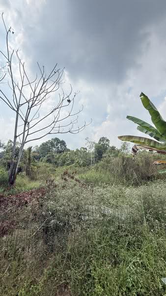 Agricultural Land for Sale in Kampung Ulu Pulai (Pekan Nanas) - Wendy Gan - PropertyGuru.com.my