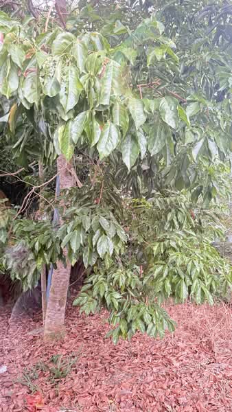 Agricultural Land for Sale in Kampung Ulu Pulai (Pekan Nanas) - Wendy Gan - PropertyGuru.com.my