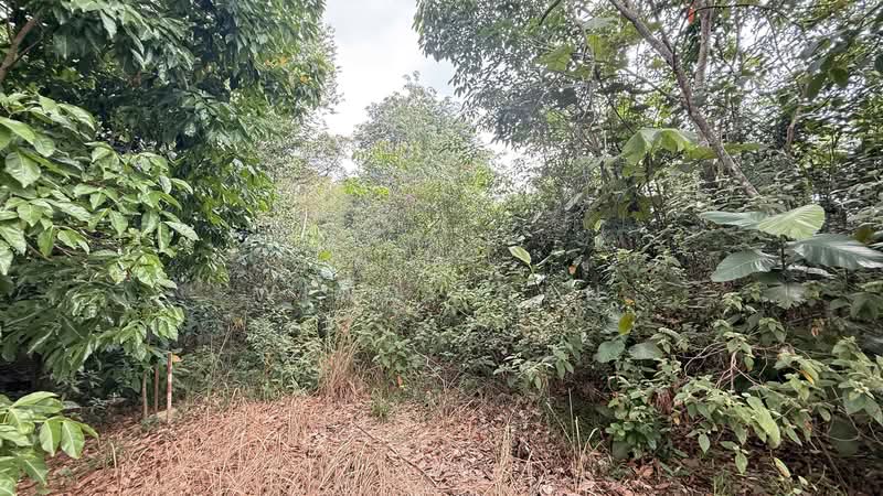 Agricultural Land for Sale in Kampung Ulu Pulai (Pekan Nanas) - Wendy Gan - PropertyGuru.com.my