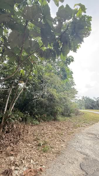 Agricultural Land for Sale in Kampung Ulu Pulai (Pekan Nanas) - Wendy Gan - PropertyGuru.com.my