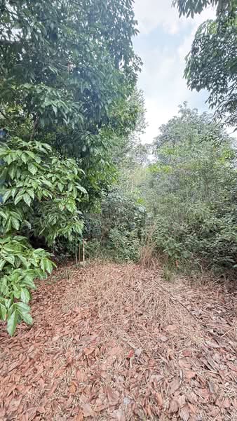 Agricultural Land for Sale in Kampung Ulu Pulai (Pekan Nanas) - Wendy Gan - PropertyGuru.com.my