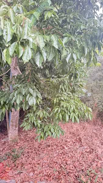 Agricultural Land for Sale in Kampung Ulu Pulai (Pekan Nanas) - Wendy Gan - PropertyGuru.com.my