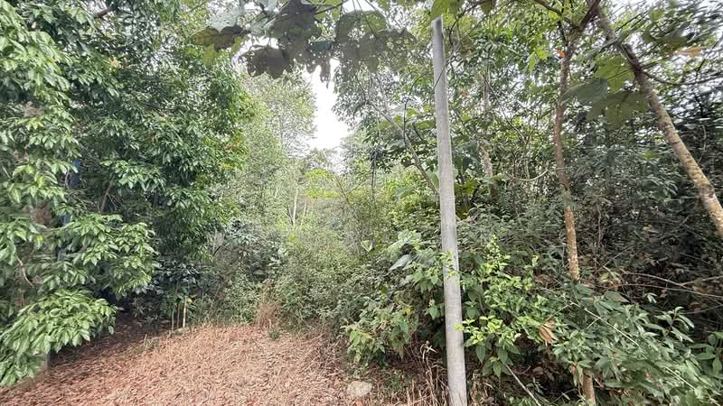 Agricultural Land for Sale in Kampung Ulu Pulai (Pekan Nanas) - Wendy Gan - PropertyGuru.com.my