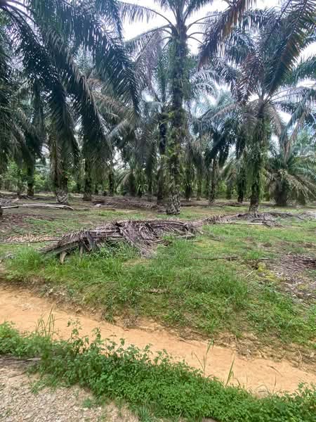 Tanah Perindustrian untuk Dijual di Senai (Johor) - Kelly Wai - Exterior - PropertyGuru.com.my