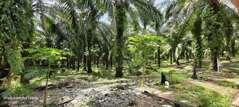 Agricultural Land for Sale in Serting Hulu (Negeri Sembilan) - Salam . - Exterior - PropertyGuru.com.my