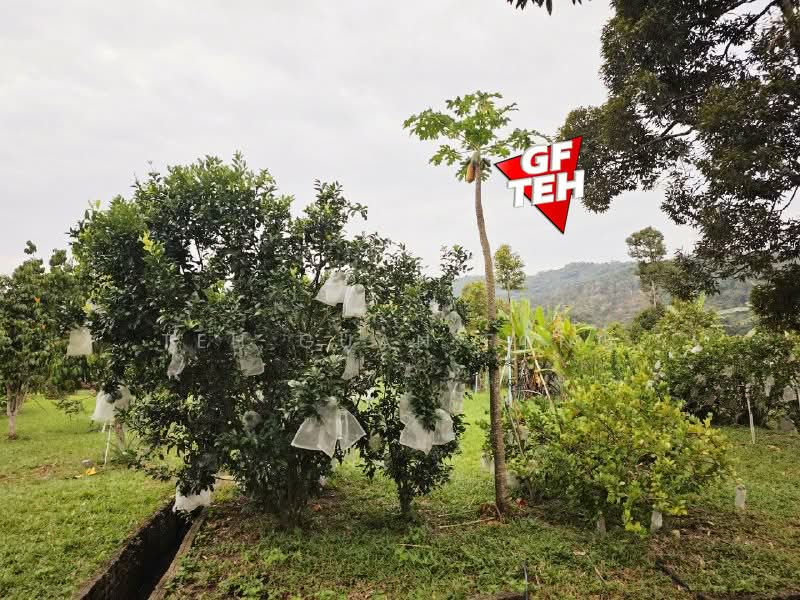Tanah Pertanian untuk Dijual di Junjong (Kedah) - Teh Guan Fong - Exterior - PropertyGuru.com.my
