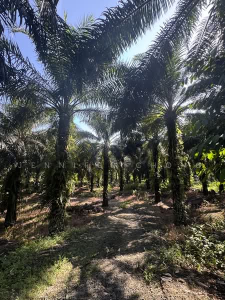Agricultural Land for Sale in Sandakan (Sabah) - Jennifer Chong - Exterior - PropertyGuru.com.my