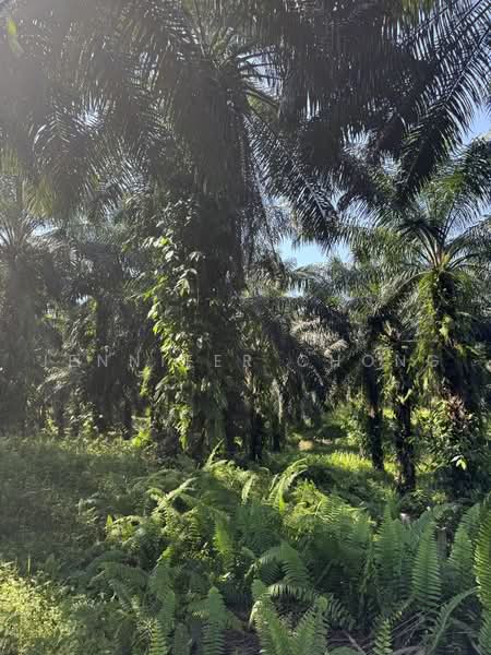 Agricultural Land for Sale in Sandakan (Sabah) - Jennifer Chong - Garden - PropertyGuru.com.my
