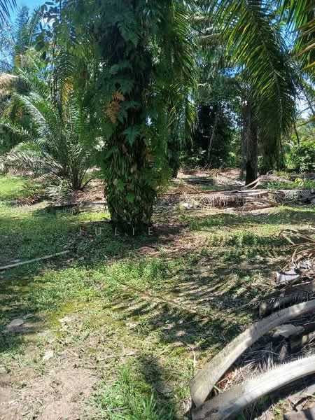 Agricultural Land for Sale in Pekan Nenas (Jeram Batu) - Julie Yew - Garden - PropertyGuru.com.my