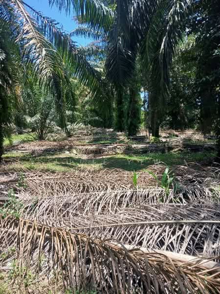 Agricultural Land for Sale in Pekan Nenas (Jeram Batu) - Julie Yew - Exterior - PropertyGuru.com.my