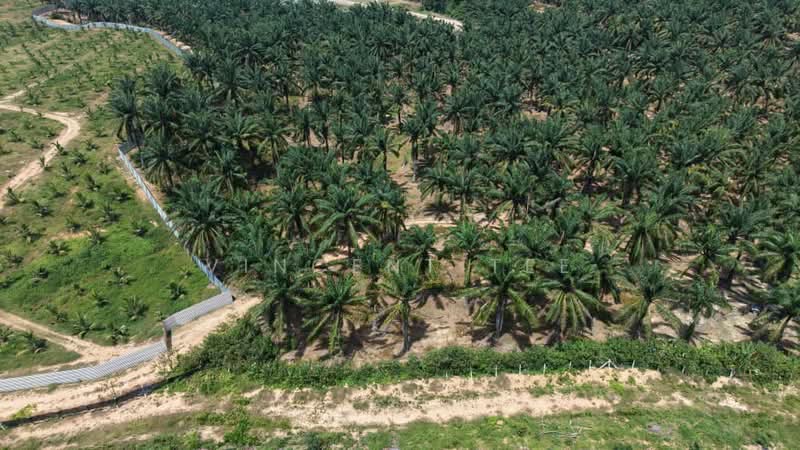 Agricultural Land for Sale in Port Dickson (Negeri Sembilan) - Vincent Tee - PropertyGuru.com.my