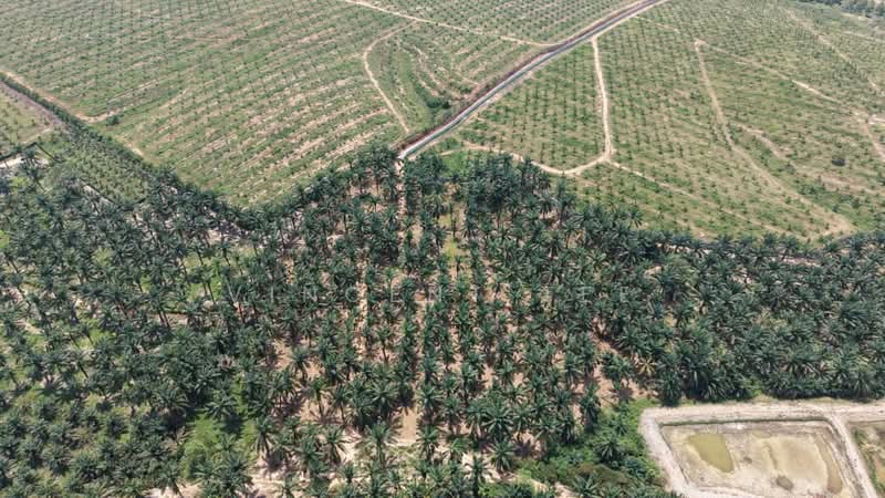 Agricultural Land for Sale in Port Dickson (Negeri Sembilan) - Vincent Tee - PropertyGuru.com.my