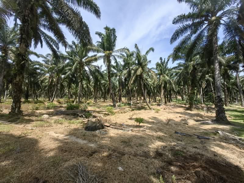 Agricultural Land for Sale in Port Dickson (Negeri Sembilan) - Vincent Tee - Exterior - PropertyGuru.com.my