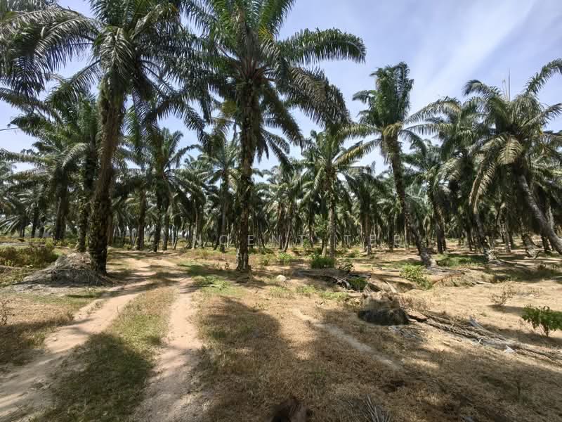 Agricultural Land for Sale in Port Dickson (Negeri Sembilan) - Vincent Tee - Exterior - PropertyGuru.com.my