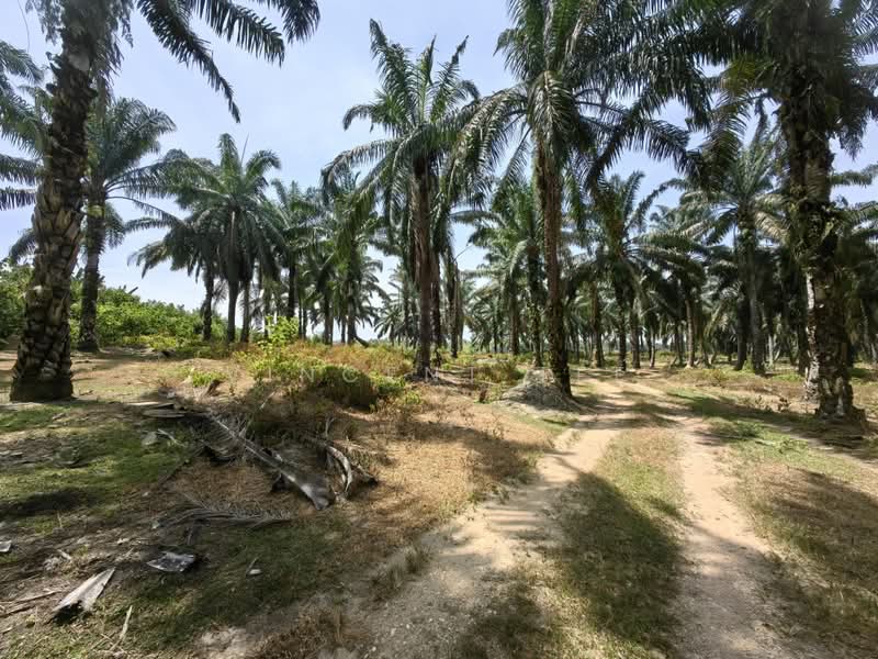 Agricultural Land for Sale in Port Dickson (Negeri Sembilan) - Vincent Tee - Exterior - PropertyGuru.com.my