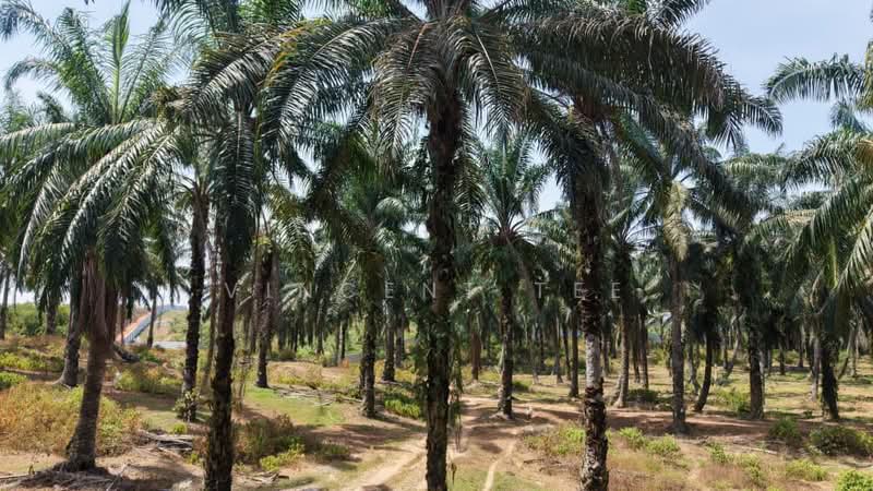 Agricultural Land for Sale in Port Dickson (Negeri Sembilan) - Vincent Tee - Exterior - PropertyGuru.com.my