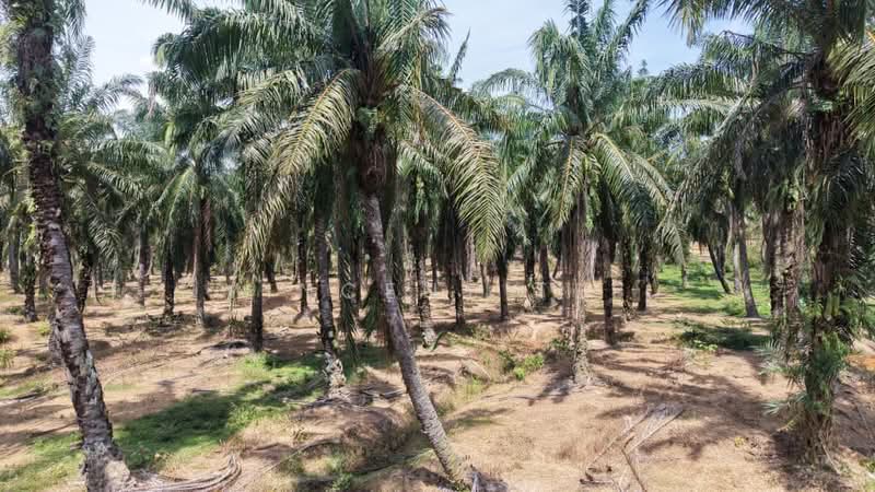 Agricultural Land for Sale in Port Dickson (Negeri Sembilan) - Vincent Tee - Exterior - PropertyGuru.com.my