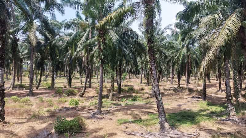 Agricultural Land for Sale in Port Dickson (Negeri Sembilan) - Vincent Tee - Exterior - PropertyGuru.com.my