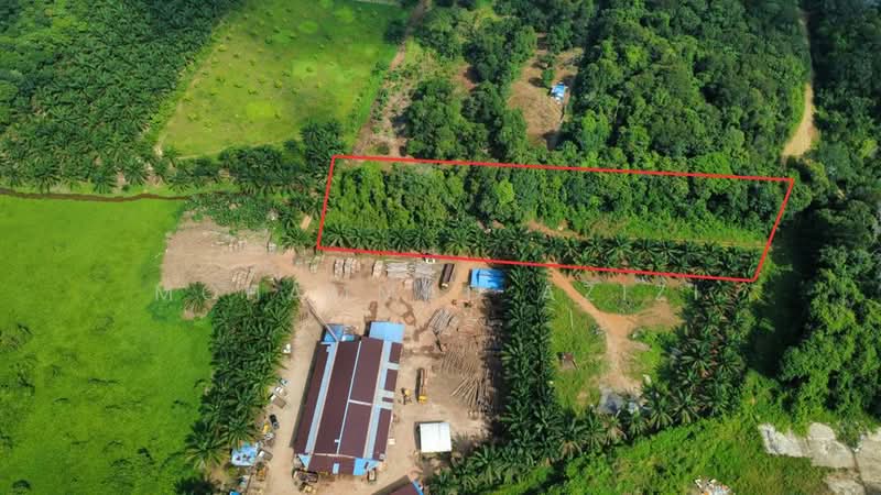 Agricultural Land for Sale in Sungai Karang (Pahang) - Mohammad Azizi - Exterior - PropertyGuru.com.my