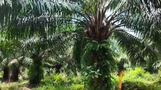 Agricultural Land for Sale in Kukup (Johor) - Alvin Boo - PropertyGuru.com.my