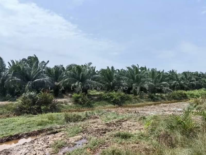 Agricultural Land for Sale in Kukup (Johor) - Alvin Boo - PropertyGuru.com.my