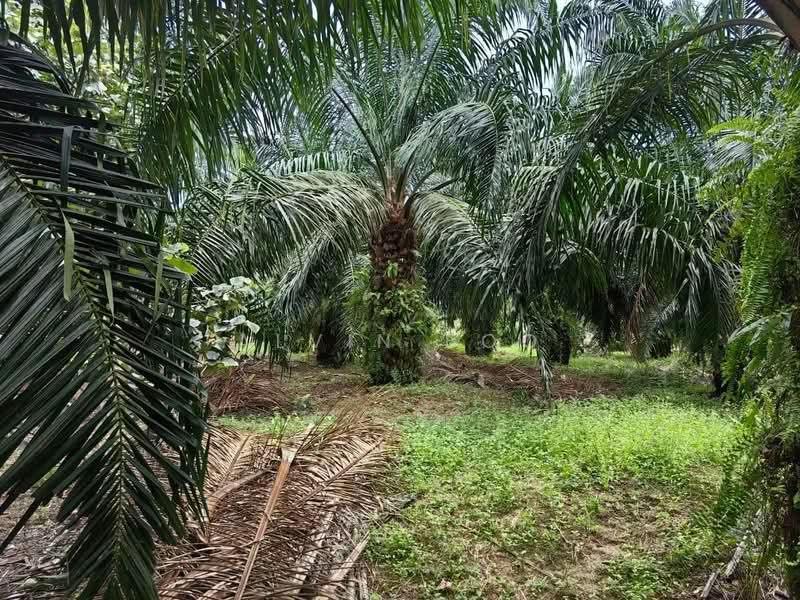 Agricultural Land for Sale in Kukup (Johor) - Alvin Boo - PropertyGuru.com.my