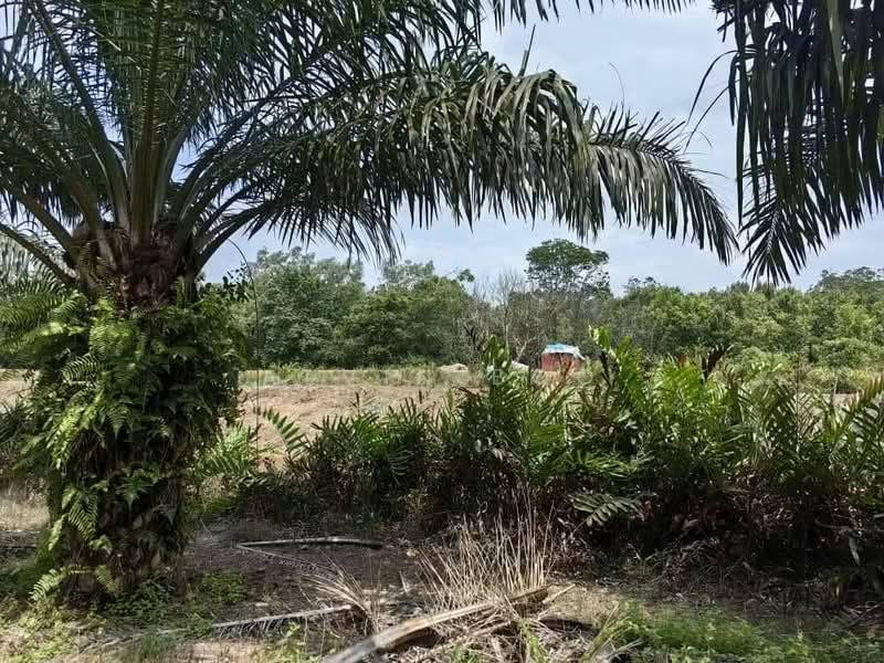 Agricultural Land for Sale in Kukup (Johor) - Alvin Boo - PropertyGuru.com.my