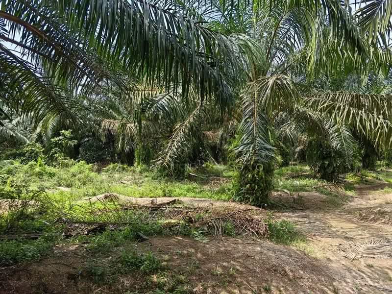 Agricultural Land for Sale in Kukup (Johor) - Alvin Boo - PropertyGuru.com.my