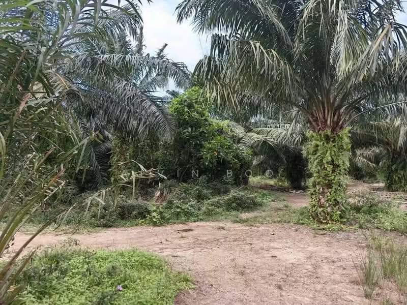 Agricultural Land for Sale in Kukup (Johor) - Alvin Boo - PropertyGuru.com.my