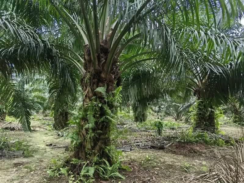 Agricultural Land for Sale in Kukup (Johor) - Alvin Boo - PropertyGuru.com.my