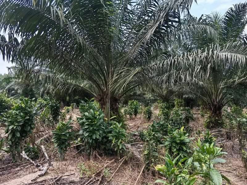 Agricultural Land for Sale in Kukup (Johor) - Alvin Boo - PropertyGuru.com.my