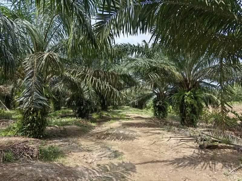 Agricultural Land for Sale in Kukup (Johor) - Alvin Boo - PropertyGuru.com.my