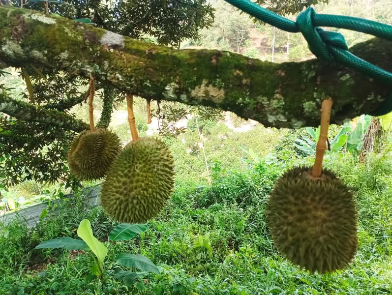 Tanah Pertanian untuk Dijual di Kampung Hulu Gali (Gali) - Chin SH - PropertyGuru.com.my
