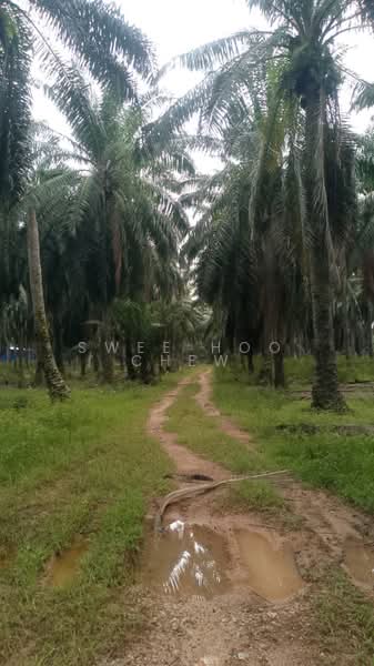 Tanah Pertanian untuk Dijual di Kampung Johan Setia (Klang) - SWEE HOO CHEW - PropertyGuru.com.my