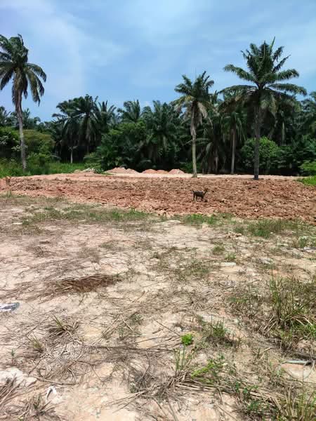 Tanah Pertanian untuk Disewa di Bandar Pontian (Pontian) - Ming Yeap - Exterior - PropertyGuru.com.my