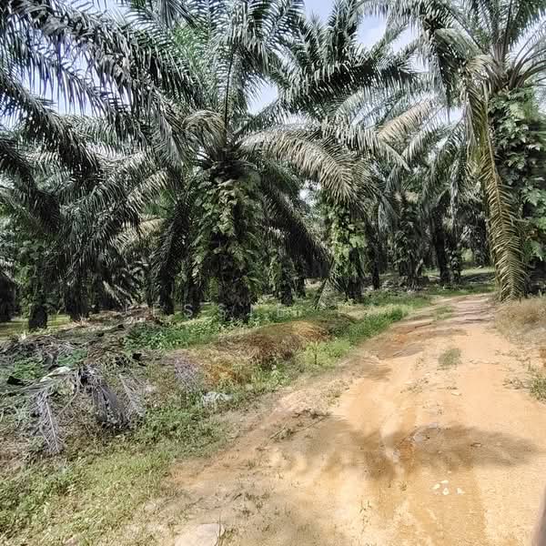 Industrial Land for Sale in Sungai Tiram (Ulu Tiram) - Jessie Tan - Exterior - PropertyGuru.com.my