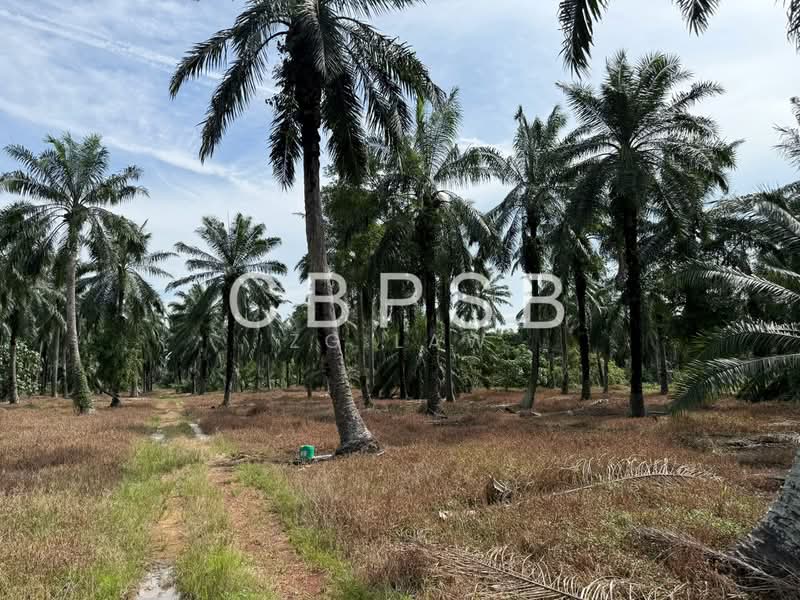 Agricultural Land for Sale in Kampung Linau Besar (Batu Pahat) - ZG Law - PropertyGuru.com.my